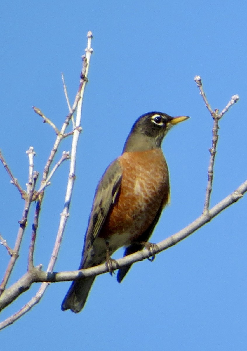קיכלי נודד - ML644550387