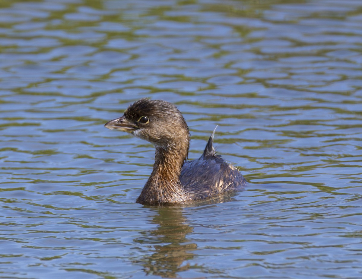 ringnebbdykker - ML644550388