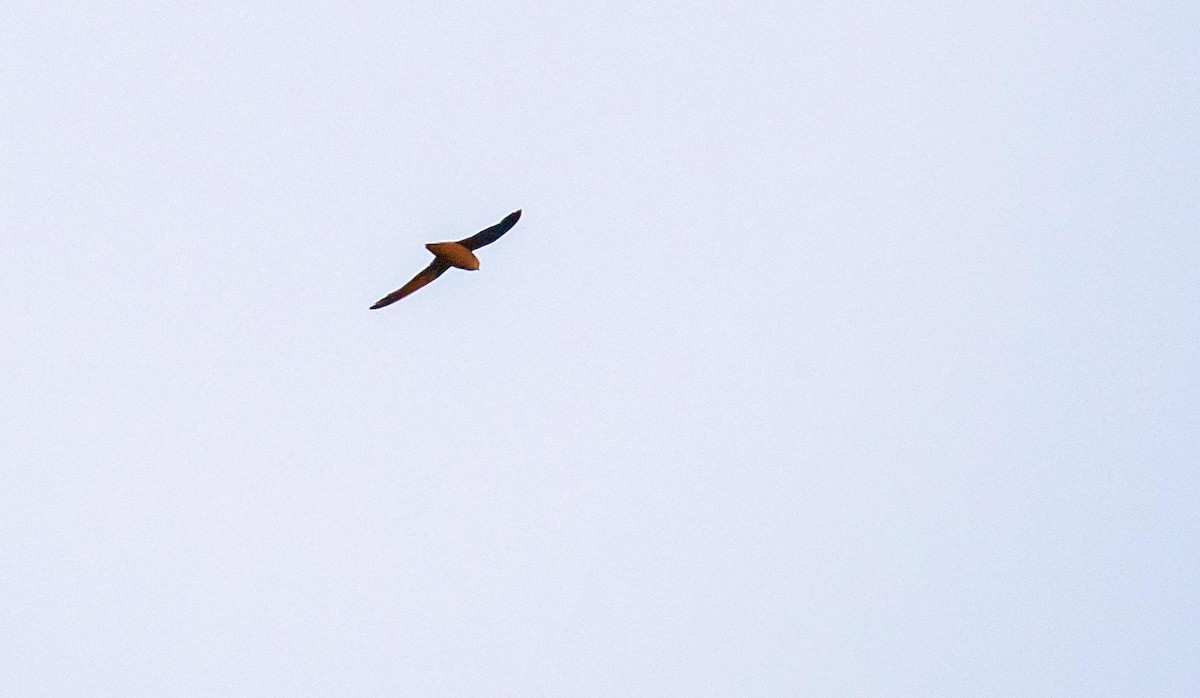 Chimney Swift - ML644550394