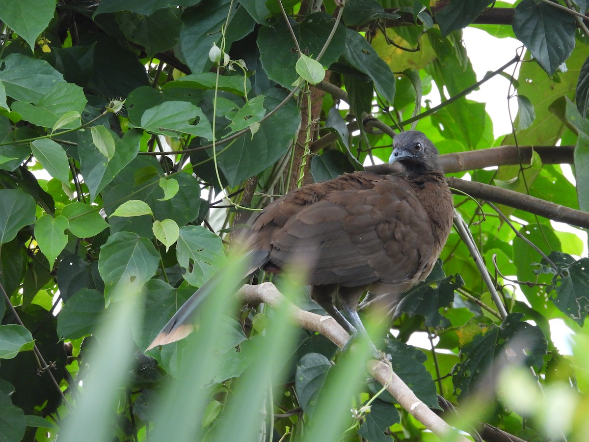 gråhodehokko - ML644550410