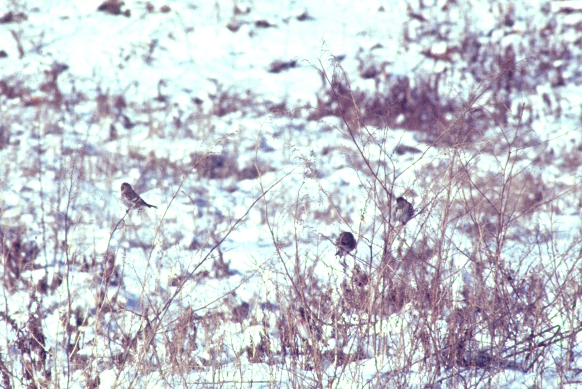 Redpoll - ML644550411