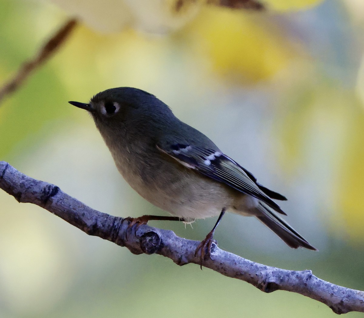 Золотомушка рубіновочуба - ML644550420