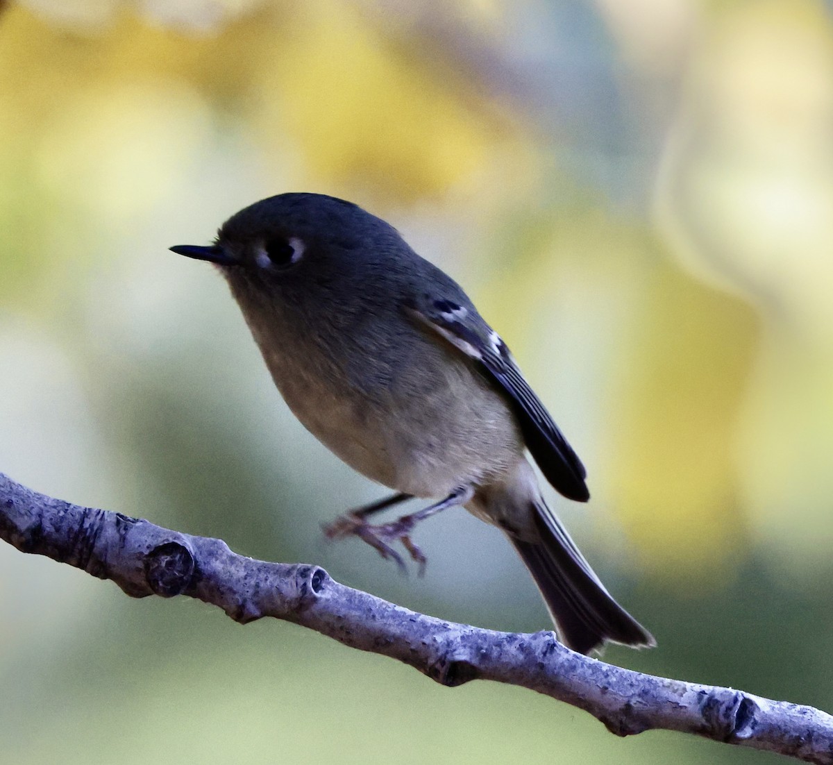 Золотомушка рубіновочуба - ML644550421