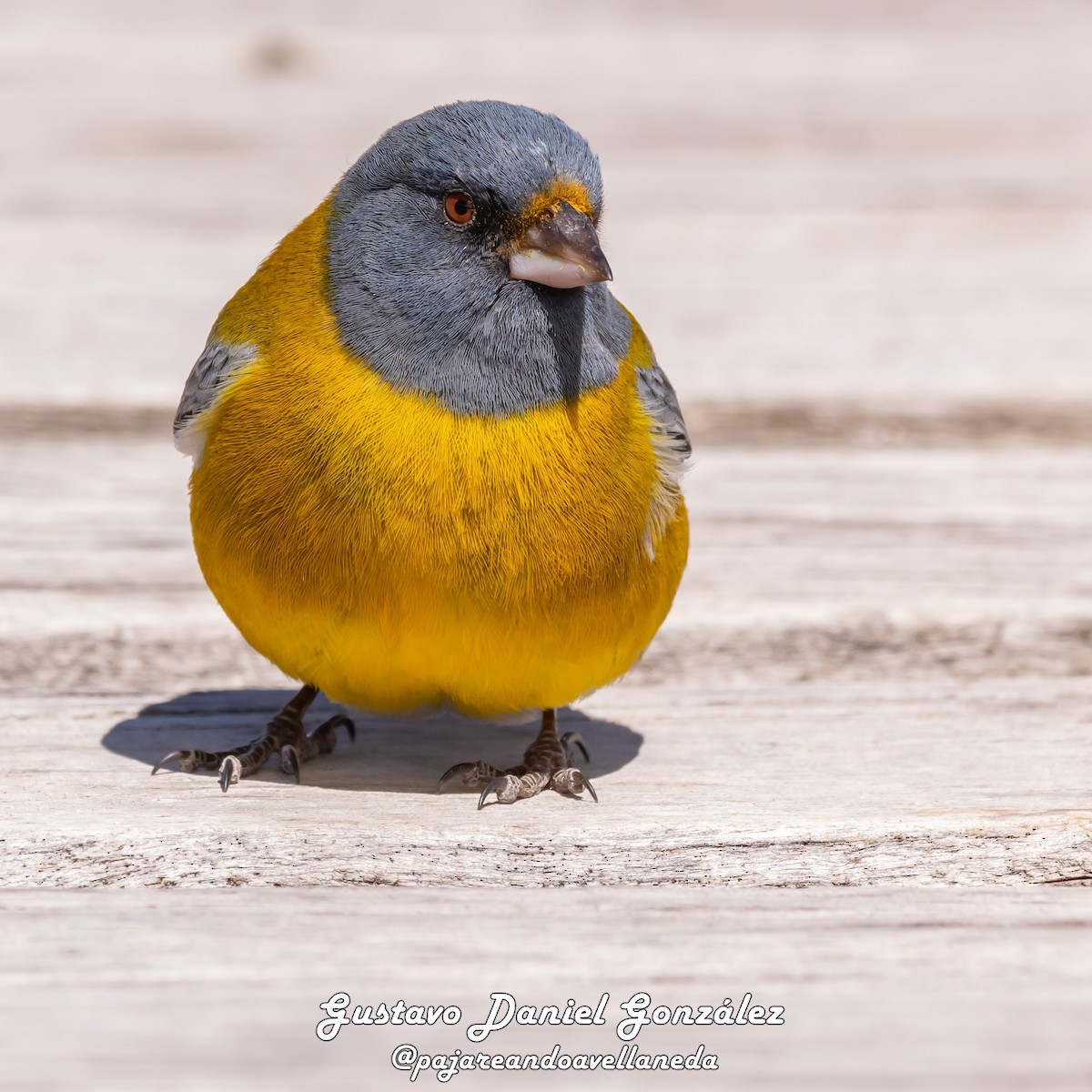Gray-hooded Sierra Finch - ML644550425
