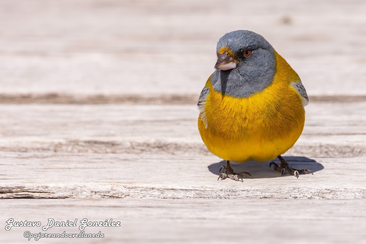 Gray-hooded Sierra Finch - ML644550426