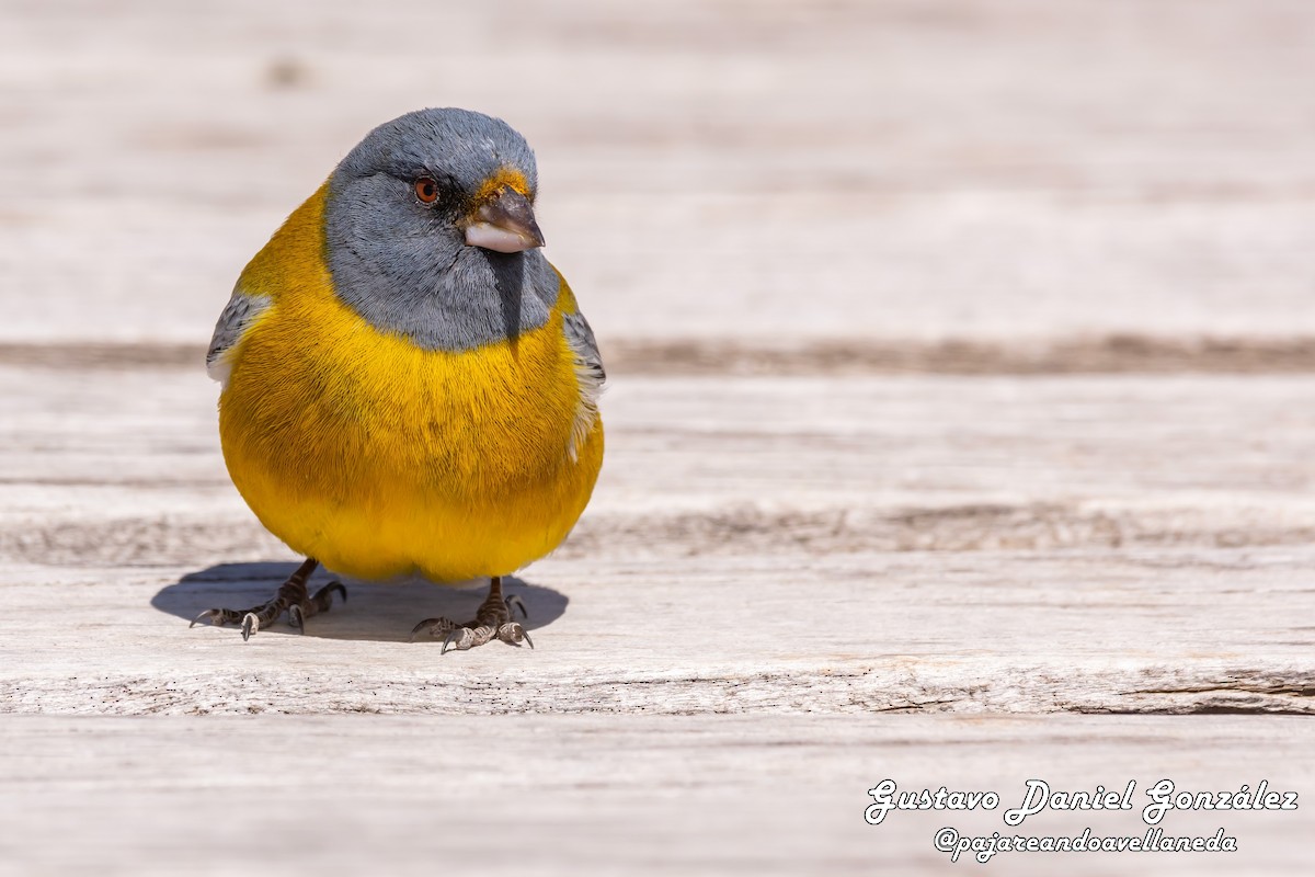 Gray-hooded Sierra Finch - ML644550427