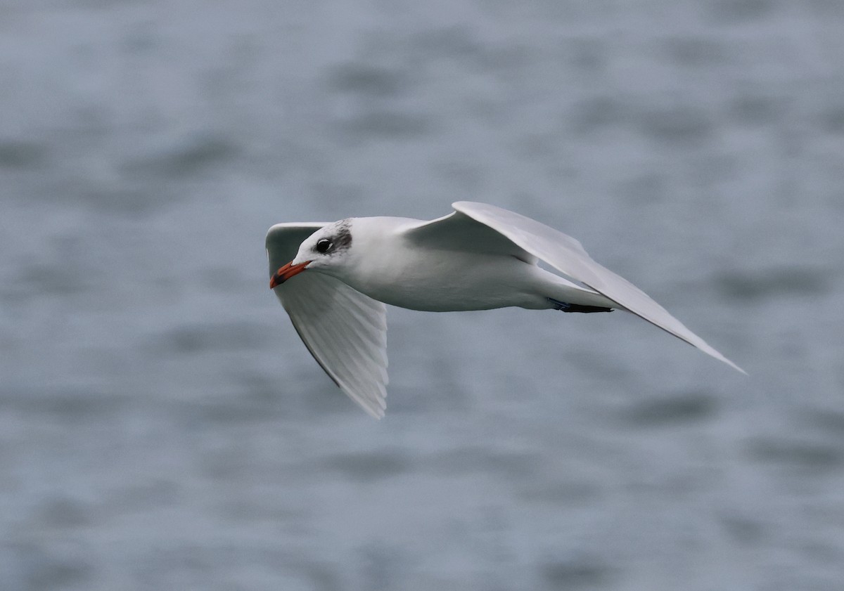 Mediterranean Gull - ML644550431