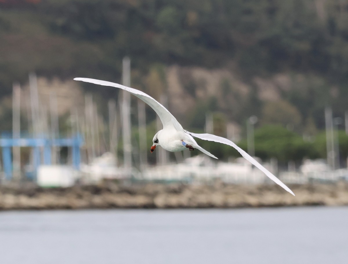 Mediterranean Gull - ML644550432
