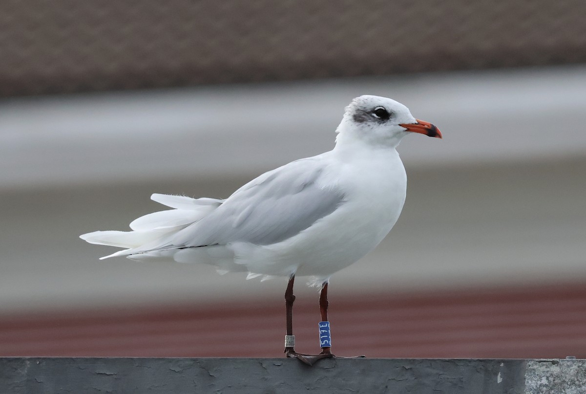 Mediterranean Gull - ML644550433