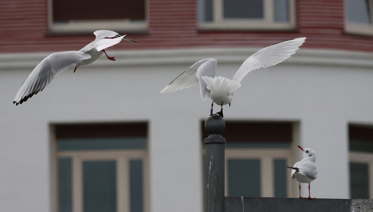 Mediterranean Gull - ML644550434