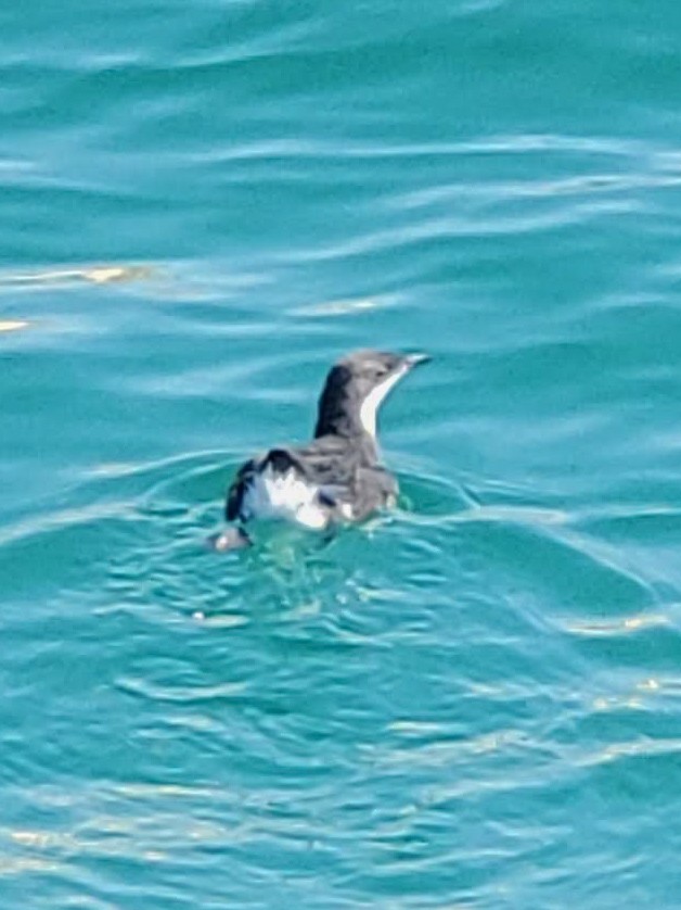 Craveri's Murrelet - ML644550435