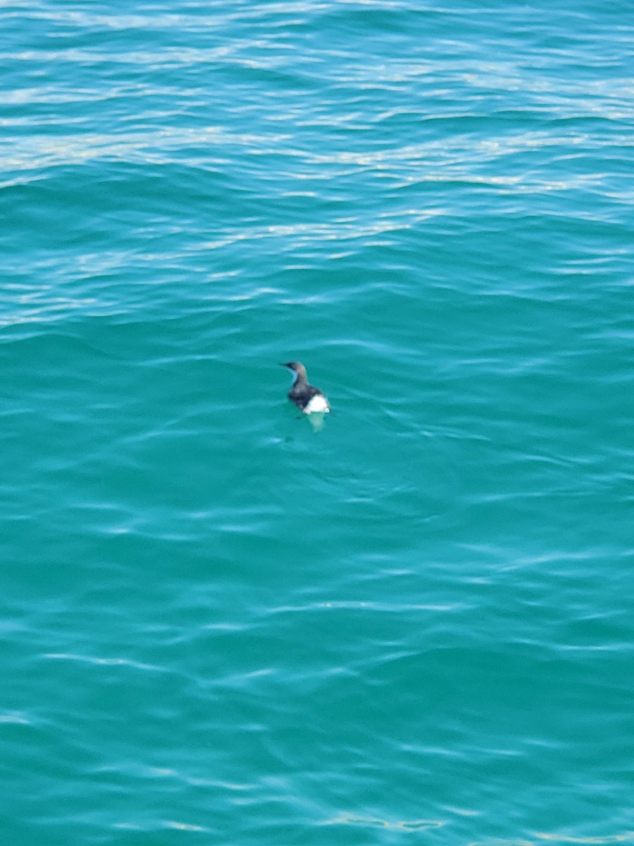 Craveri's Murrelet - ML644550436