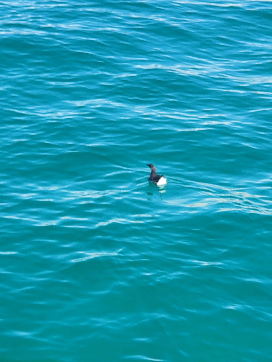 Craveri's Murrelet - ML644550437