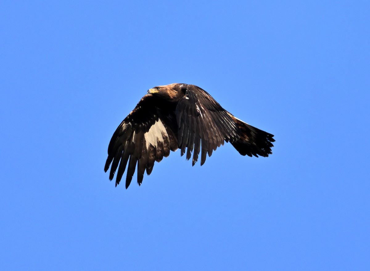 kongeørn - ML644550439