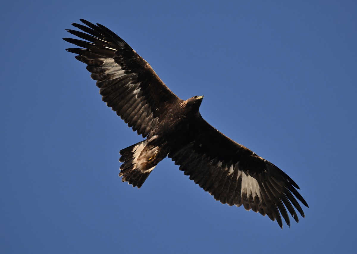 kongeørn - ML644550440