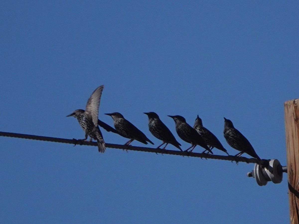 European Starling - ML644550441