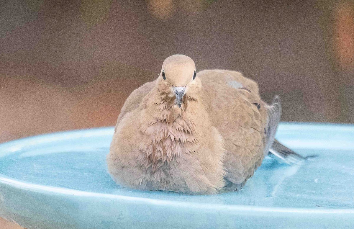 Mourning Dove - ML644550448