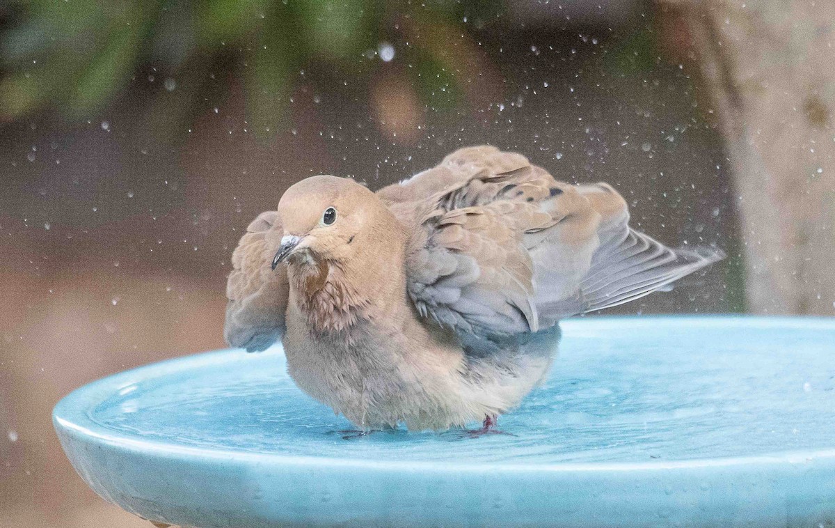 Mourning Dove - ML644550449
