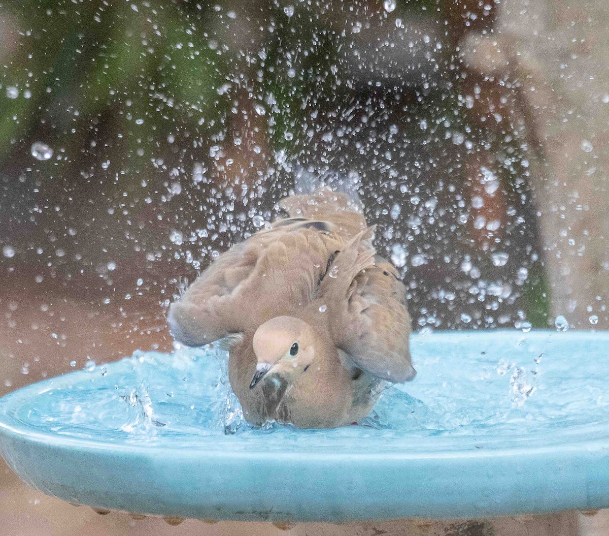 Mourning Dove - ML644550450