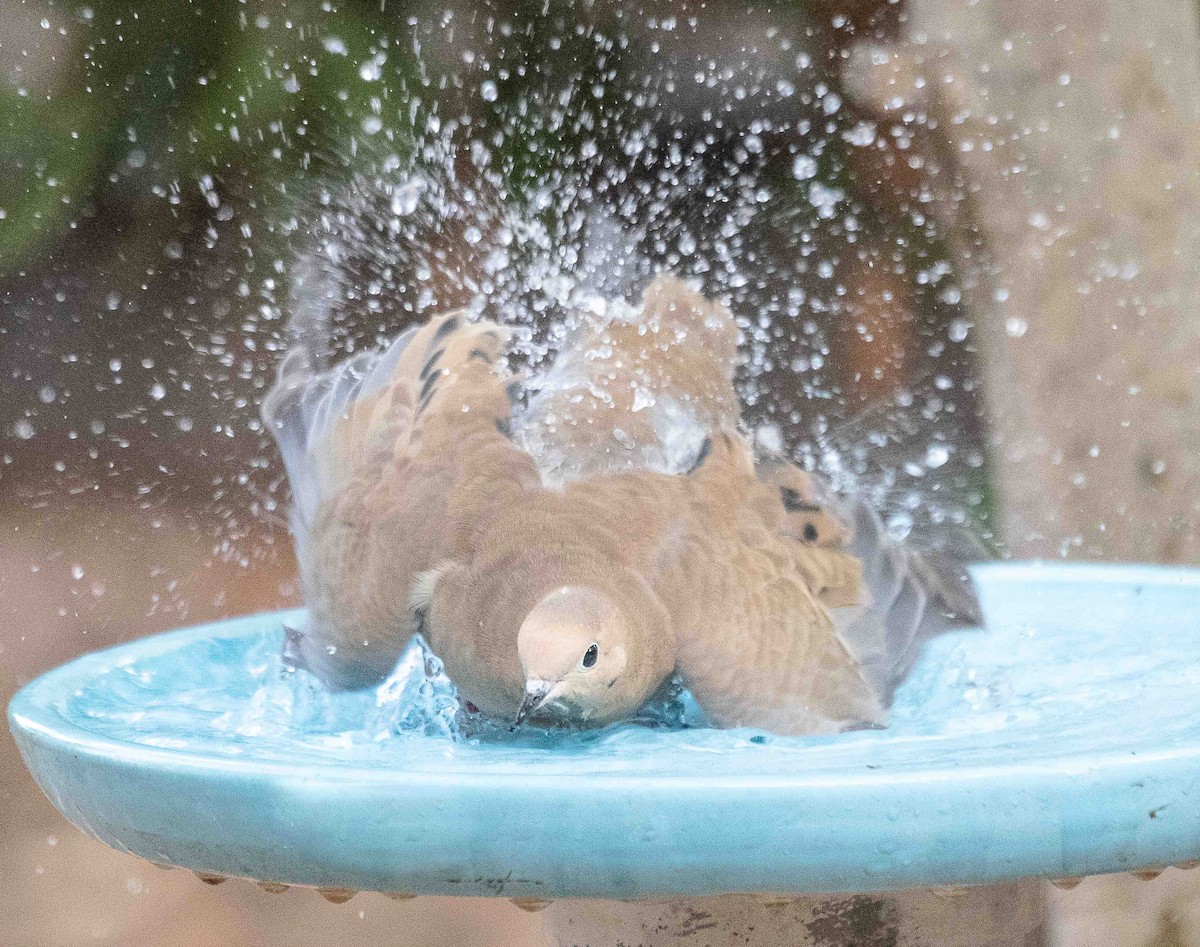 Mourning Dove - ML644550451