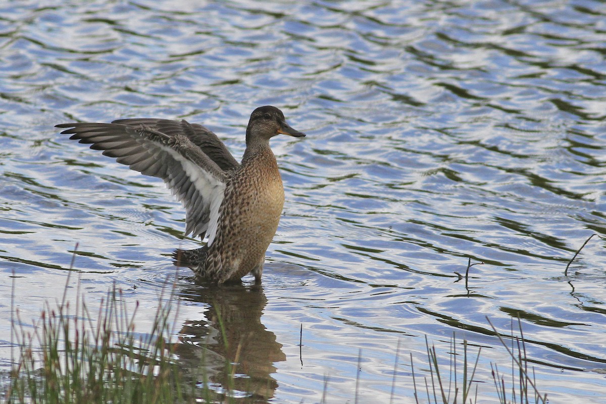 Green-winged Teal (Eurasian) - ML644550456