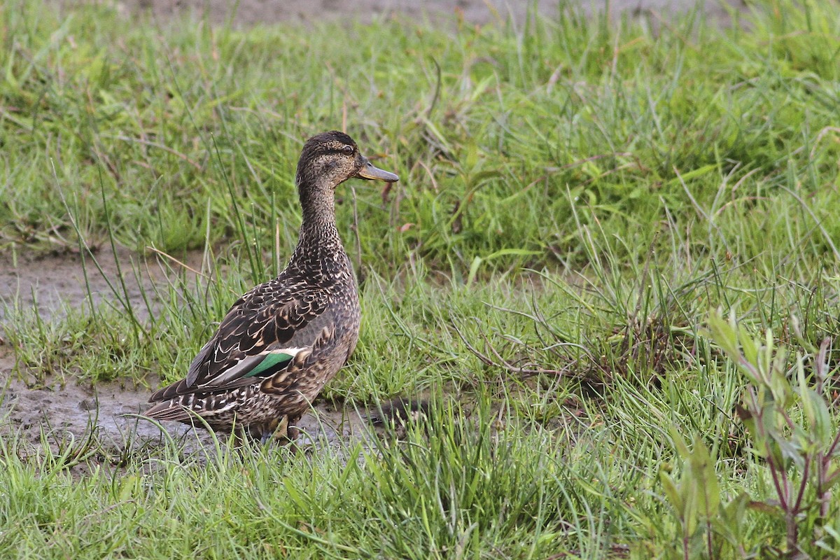 Green-winged Teal (Eurasian) - ML644550457