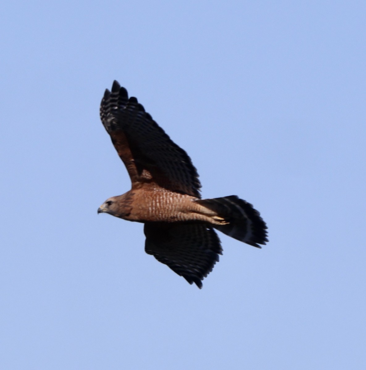 Red-shouldered Hawk - ML644550461