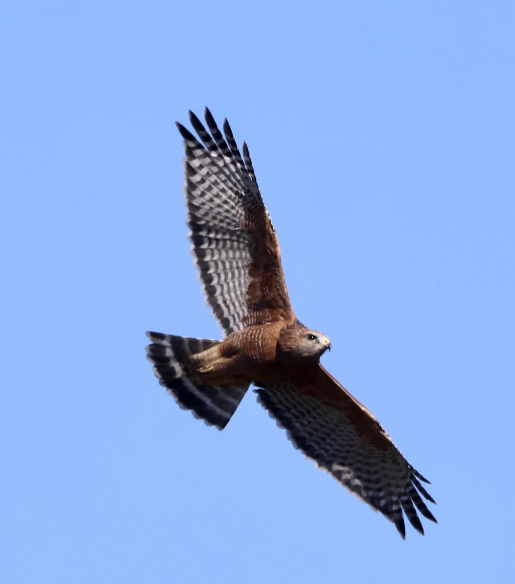Red-shouldered Hawk - ML644550462