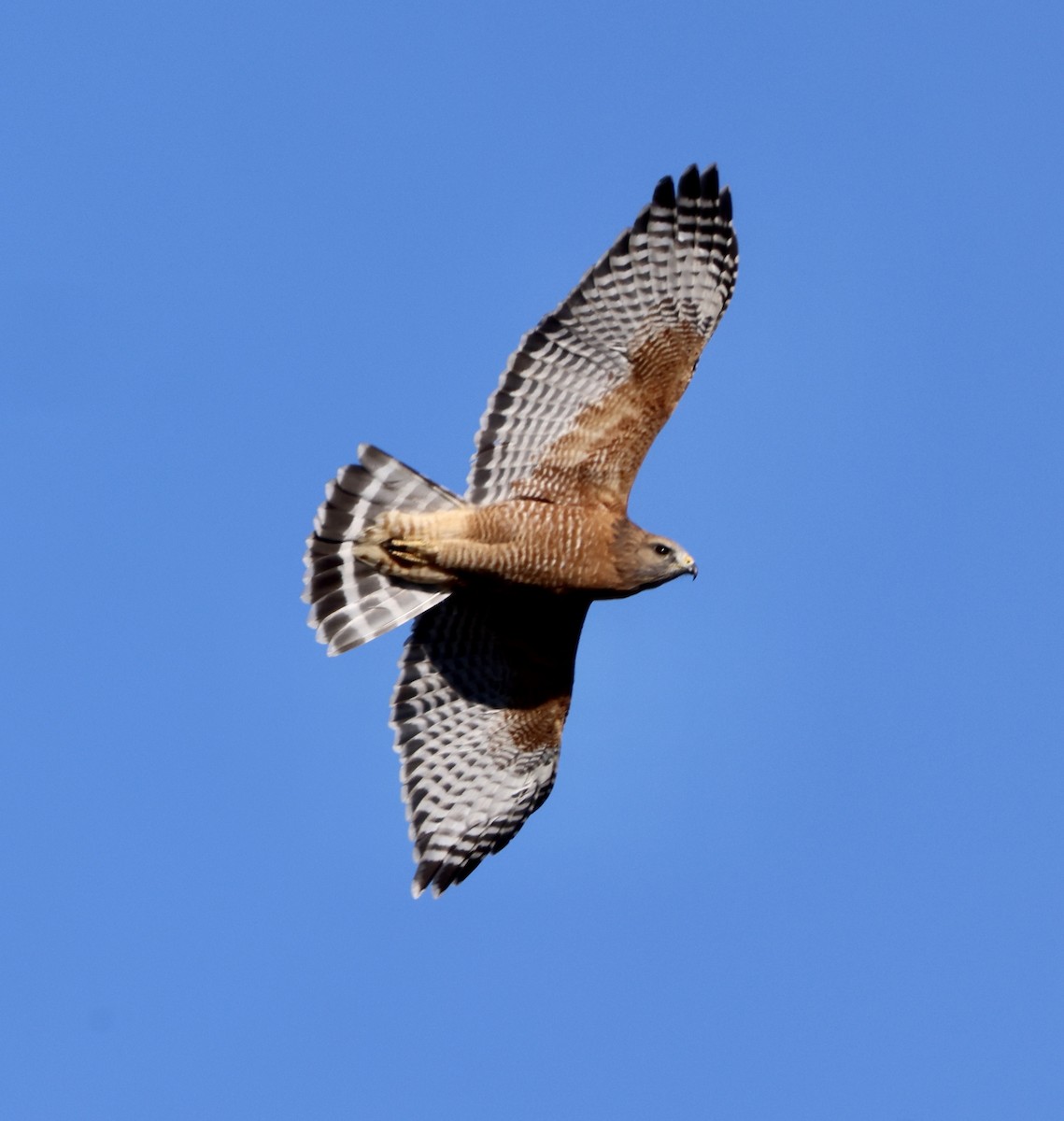 Red-shouldered Hawk - ML644550463