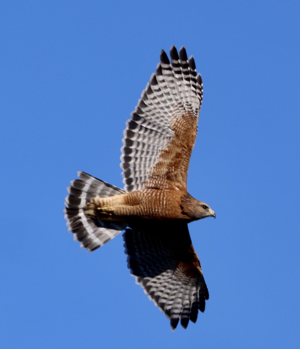 Red-shouldered Hawk - ML644550464