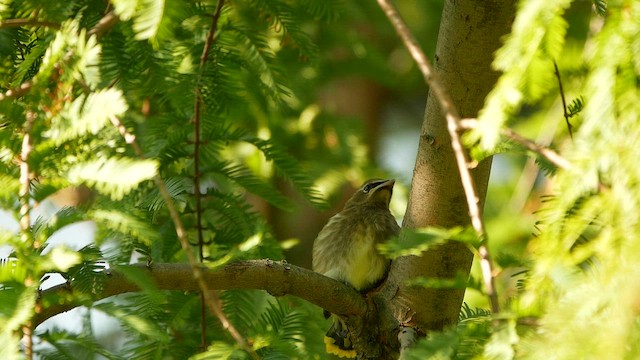 Jaseur d'Amérique - ML644550467