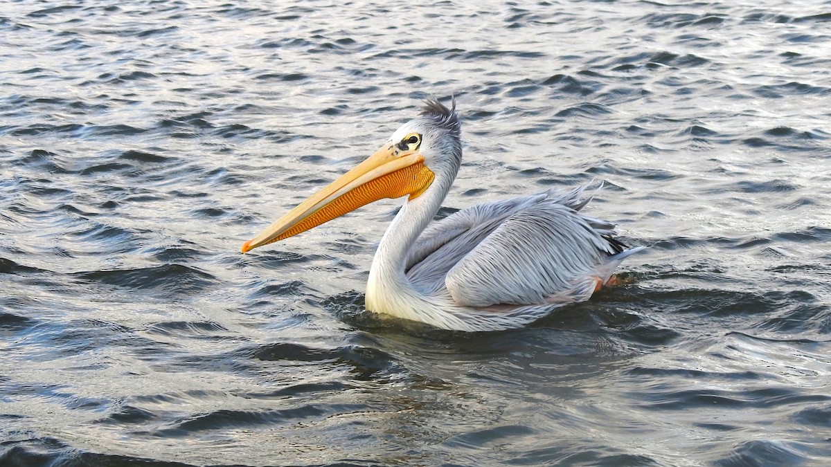 Pélican gris - ML644550472