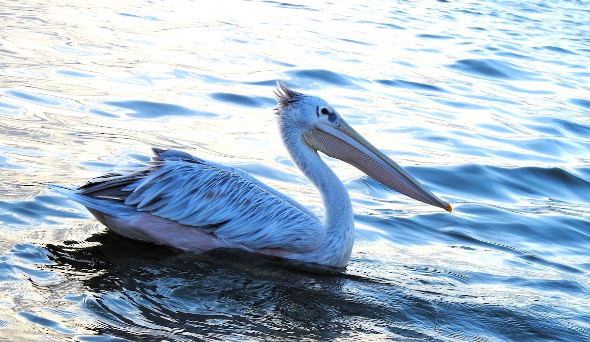 Pélican gris - ML644550473