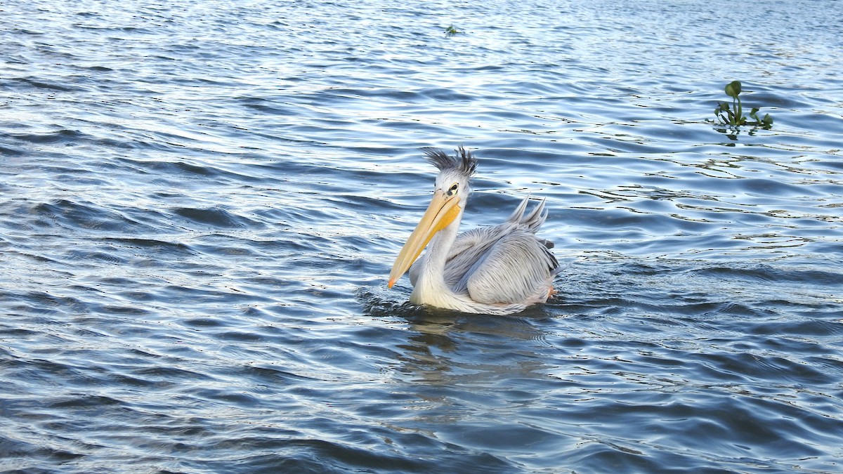 Pélican gris - ML644550474