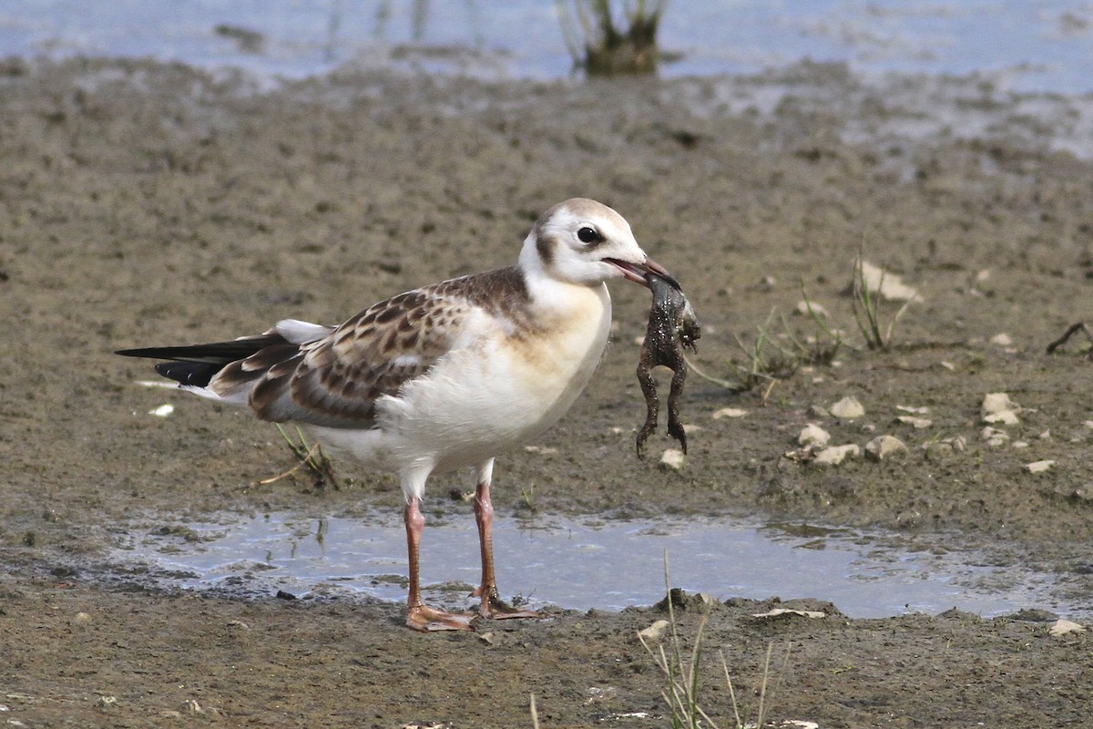 hettemåke - ML644550477