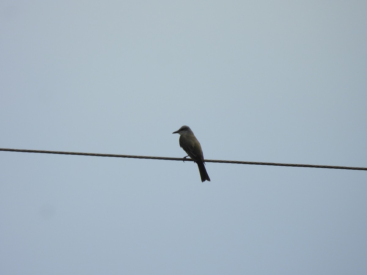 Tropical Mockingbird - ML644550480