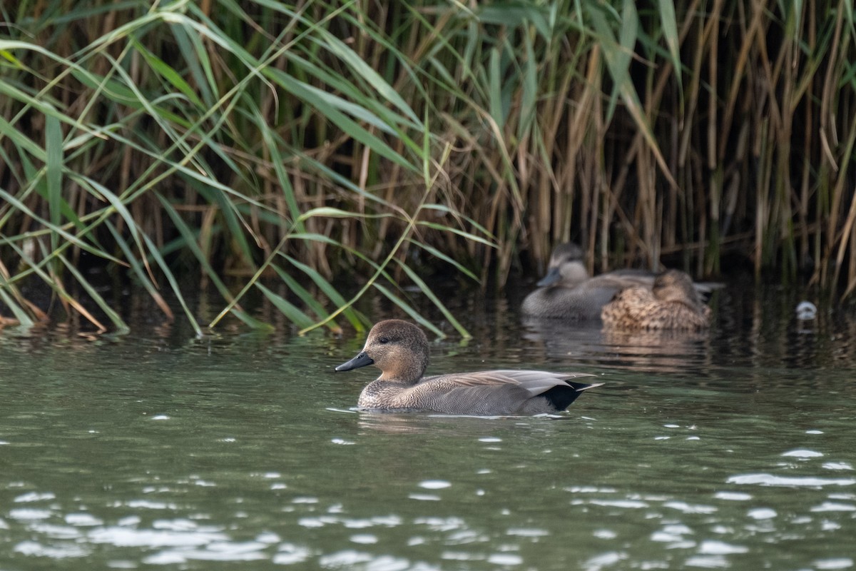 Gadwall - ML644550488