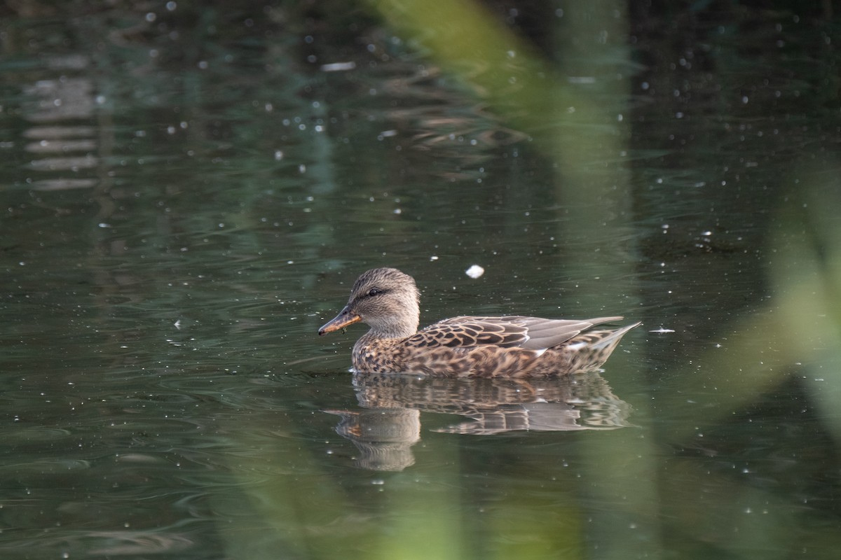 Gadwall - ML644550489