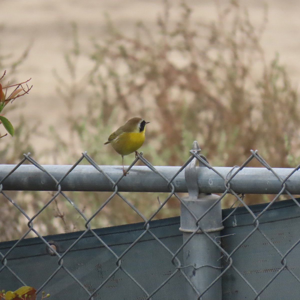 Common Yellowthroat - ML644550496