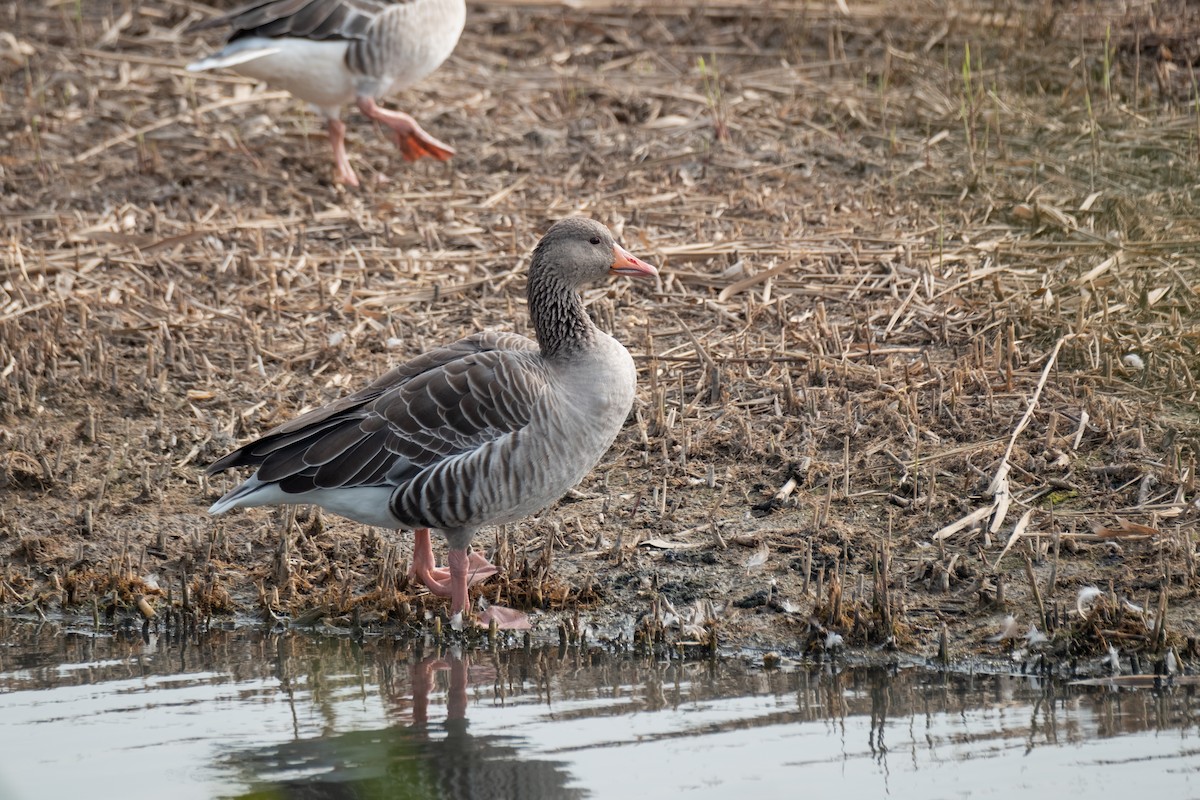 灰雁 - ML644550498