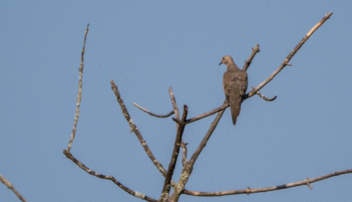 Mourning Dove - ML644550499