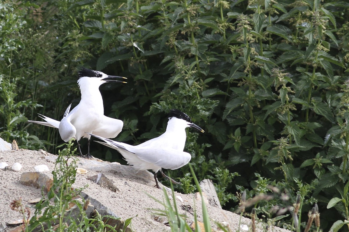Sterne caugek (sandvicensis) - ML644550500