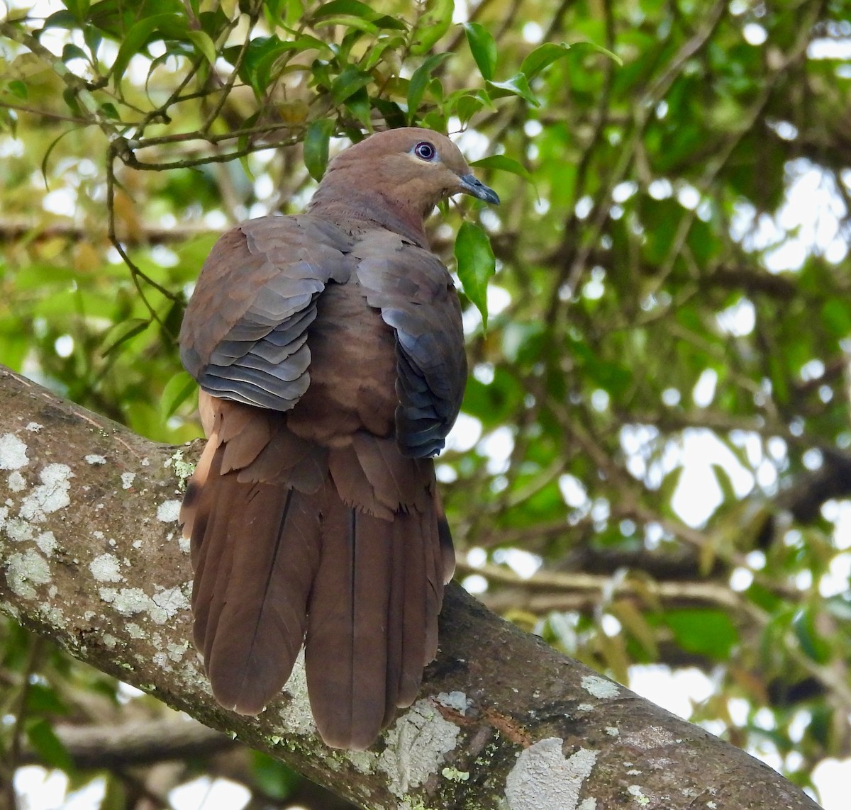 Phasianelle brune - ML644550510