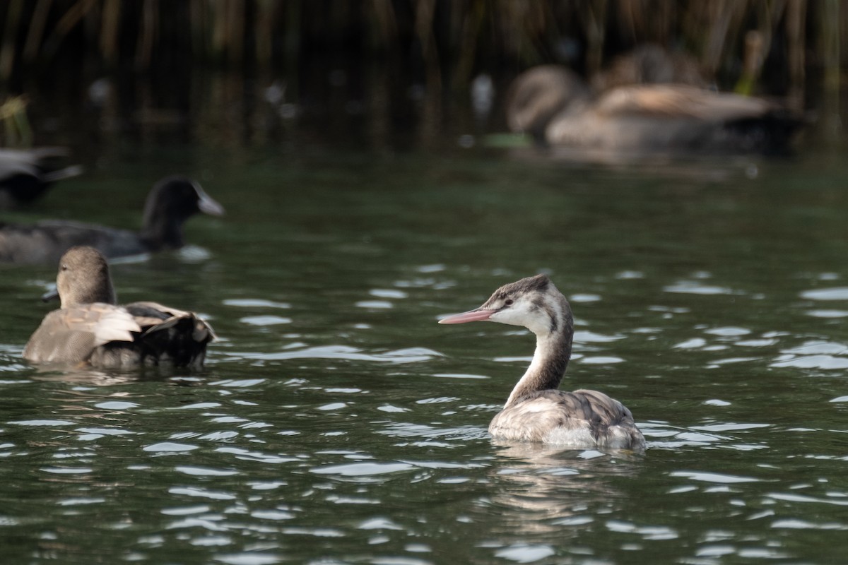 Great Crested Grebe - ML644550513