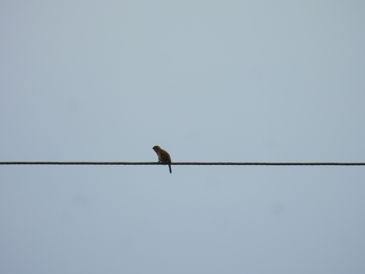 Morelet Tohumculu - ML644550517