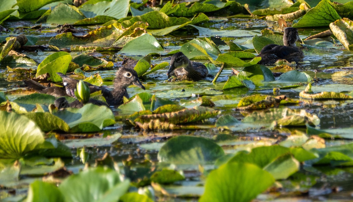 kachnička karolínská - ML644550519