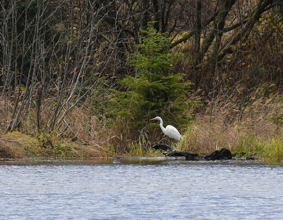 Чапля велика - ML644550520