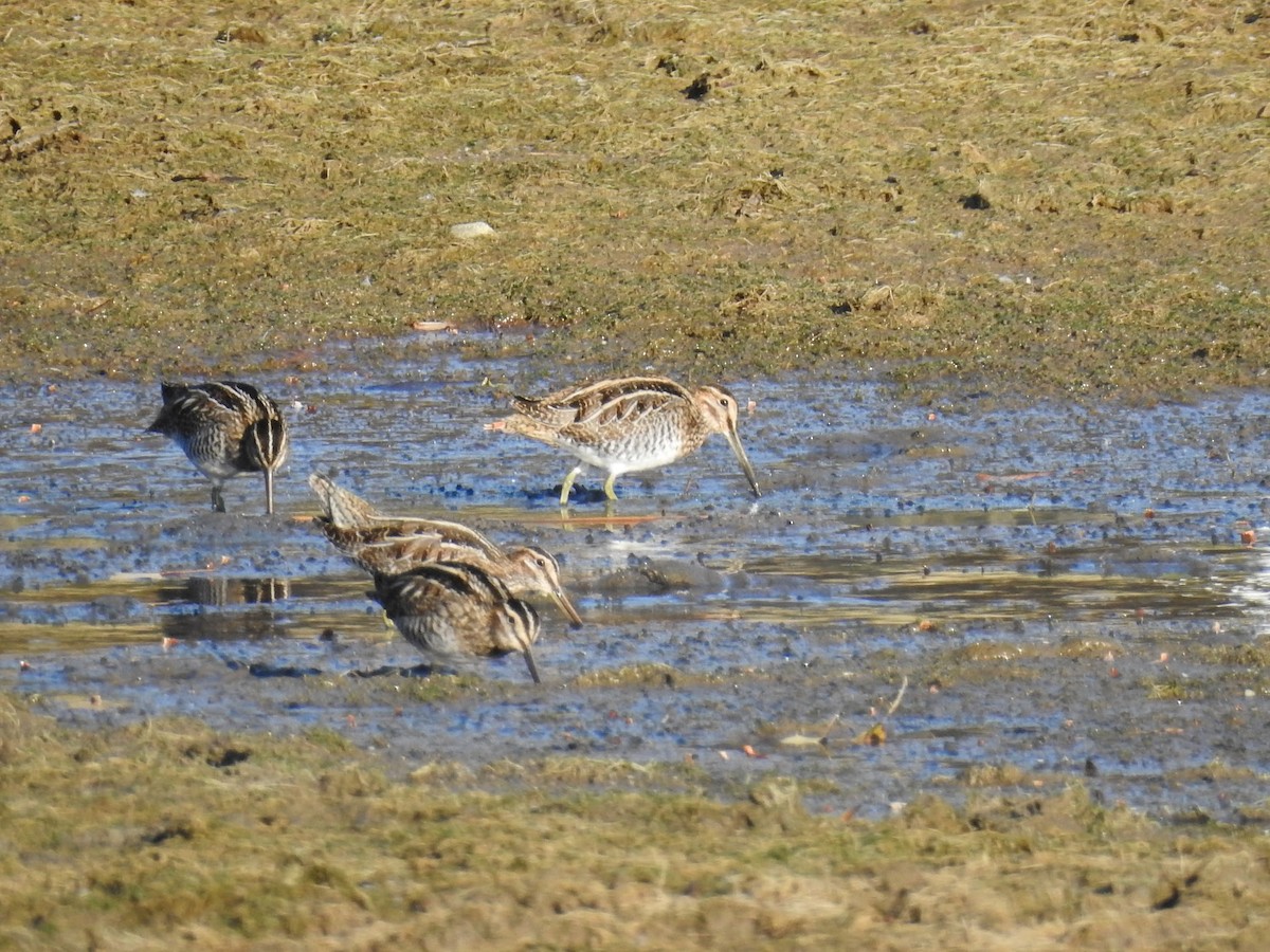 Wilson's Snipe - ML644550532