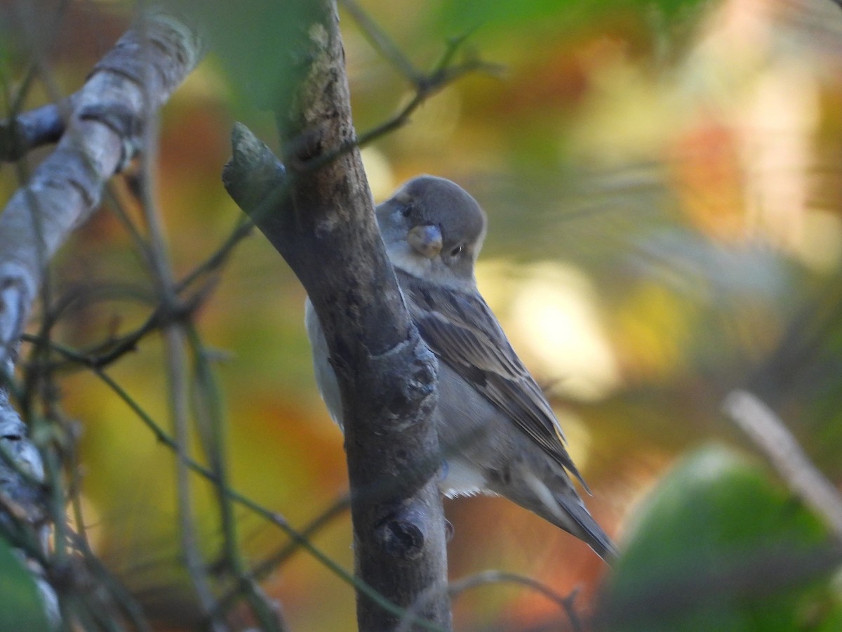 Moineau domestique - ML644550537