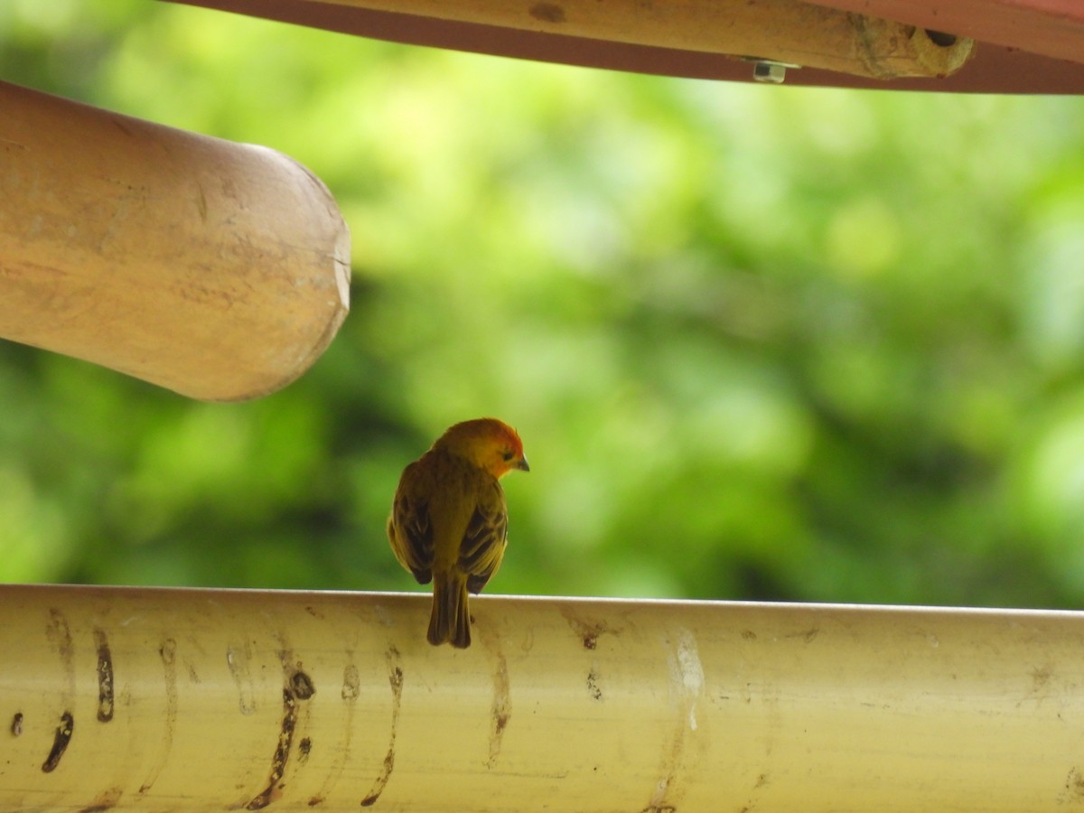 Saffron Finch - ML644550540